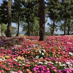 淡路島国営明石海峡公園