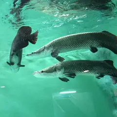 魚津水族博物館