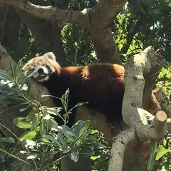 熱川バナナワニ園