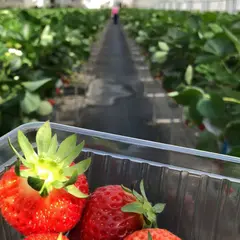 湯沢いちご村