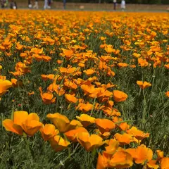 ポピー・ハッピースクエア