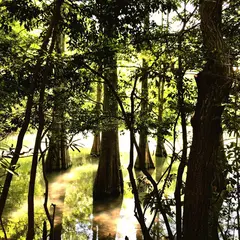 篠栗九大の森