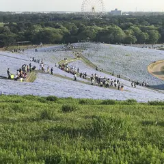 ひたち海浜公園