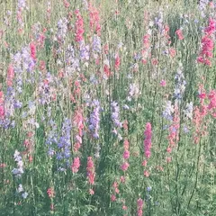 花フェスタ記念公園