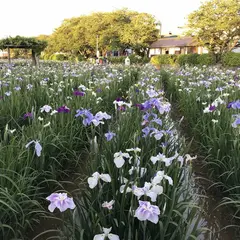 水郷潮来あやめ園