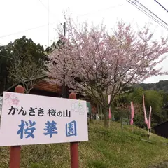 かんざき桜の山桜華園