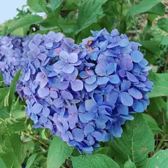 下仁田あじさい園