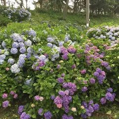あじさい公園