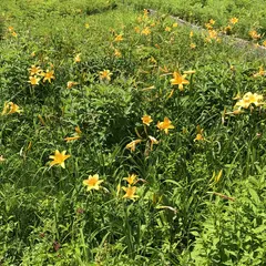 白馬五竜高山植物園