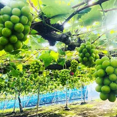 石原果樹園