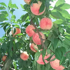 藤原園芸