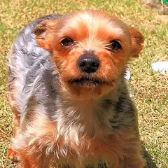ログハウス愛犬かしま＆食事処