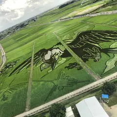 古代蓮の里