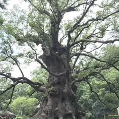 蒲生の大クス(国特別天然記念物）