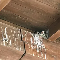 オドデ館
