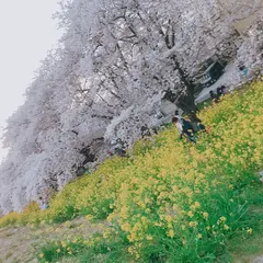 熊谷桜堤