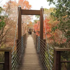 ソラード(森の空中觀察路)