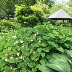 ムーゼの森