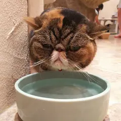 Cat cafe てまりのおしろ