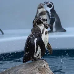 しまね海洋館アクアス