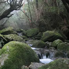 屋久島