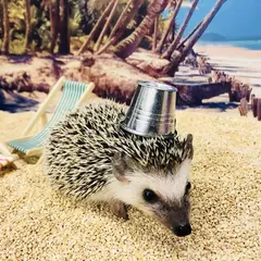 ハリネズミと触れ合えるちくちくＣＡＦＥ 那覇