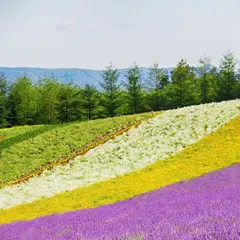彩りの畑