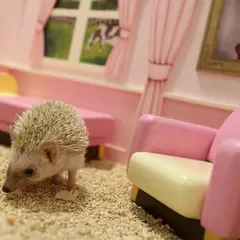 ちくちくCAFE
