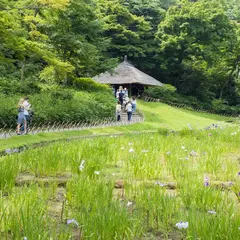 明治神宮菖蒲苑