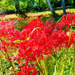 ヒガンバナ群生地