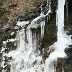 黄柳野