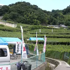 柏原市観光ぶどうセンター