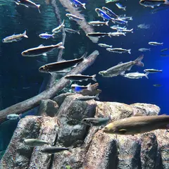 サケのふるさと 千歳水族館