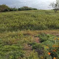 鷲ヶ峰コスモスパーク