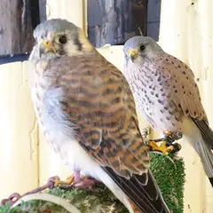 鷹匠カフェ