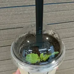 ジアレイ