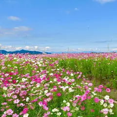 近江八幡野田町コスモス畑