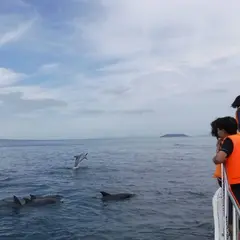 イルカクラブ ～天草イルカウォッチング～