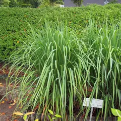 武田薬品工業（株）京都薬用植物園