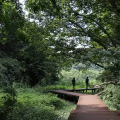 小網代の森