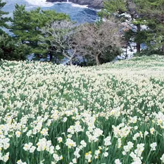 梨子ヶ平園地