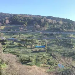 梨子ヶ平千枚田水仙園