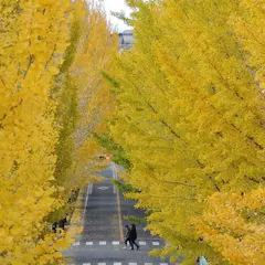 銀杏並木