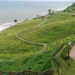 白米千枚田
