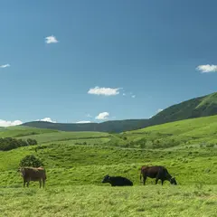 GOOD GOOD MEAT