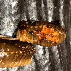 鮨処 こいづみ