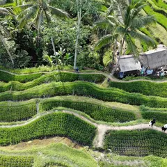 テガララン・ライステラス（Tegallalang Rice Terrace）