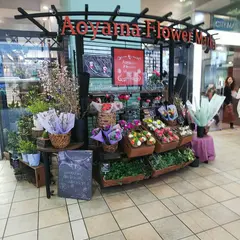 青山フラワーマーケット 天満橋店