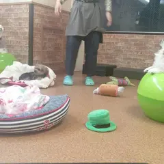 ドッグテイル