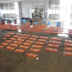 新湊（漁協）
